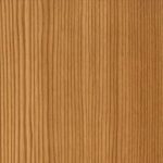 mountain pine